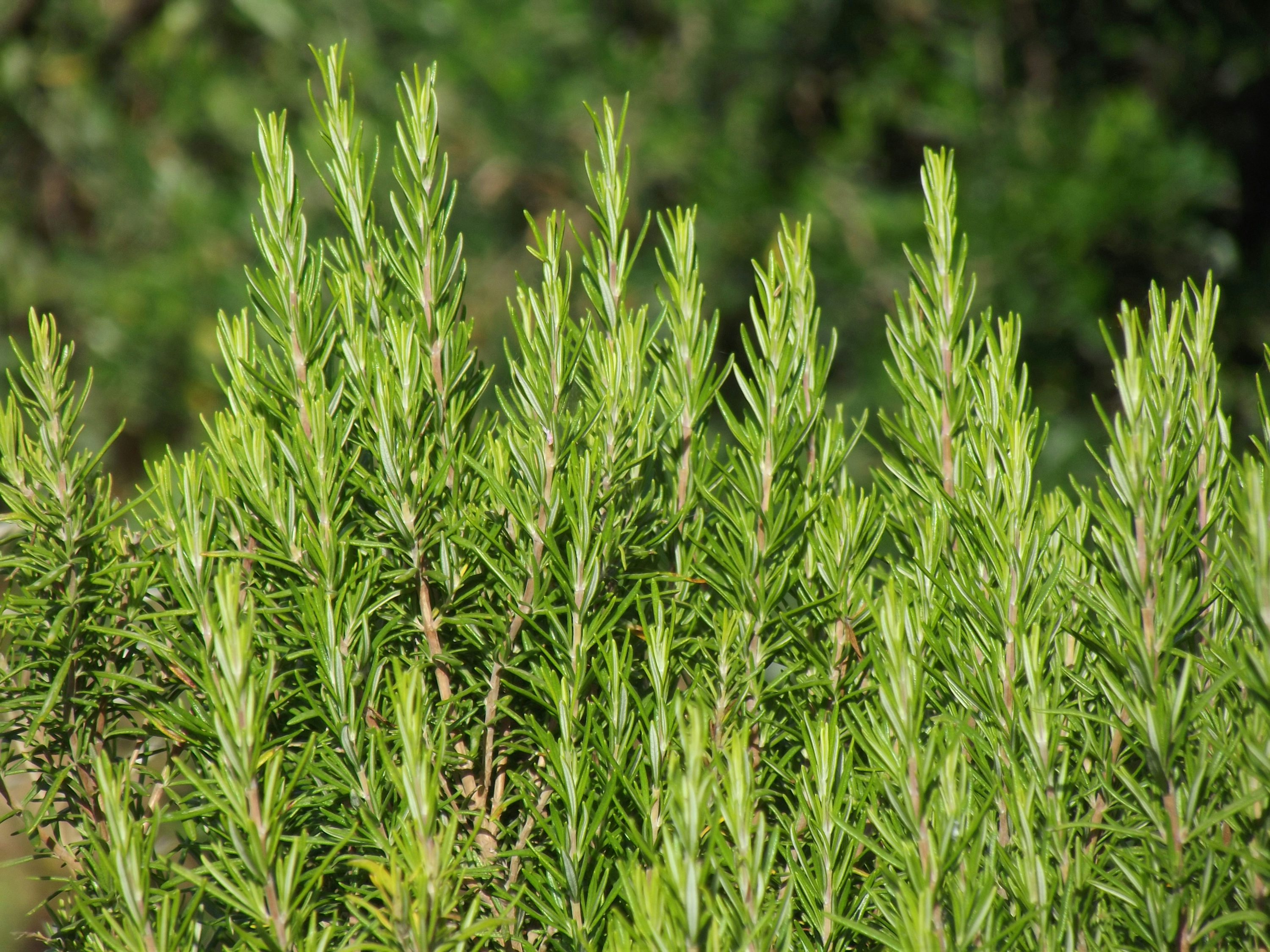 Aceite de romero